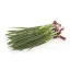 Picture of Spring Onion with roots
