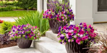 Picture for category Garden Supplies, Tools & Plant Care